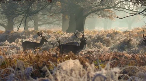 Fallow deer Stock Footage 45426231