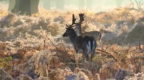 Fallow deer Stock Footage 45426240