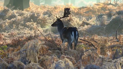 Fallow deer Stock Footage 45426266