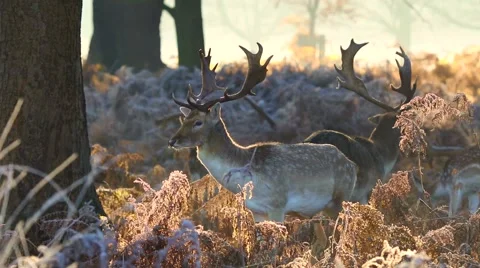 Fallow deer Stock Footage 45426284