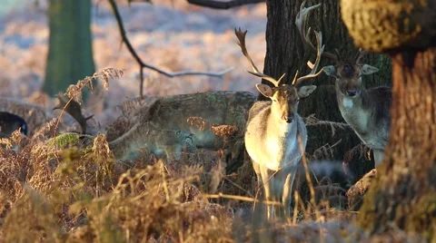 Fallow deer Stock Footage 45426286
