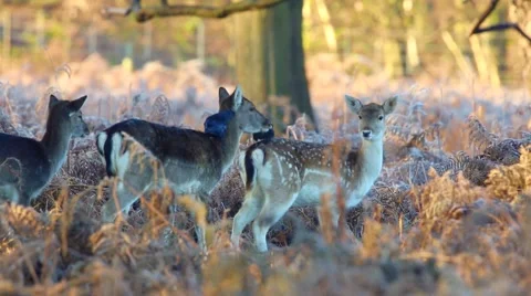 Fallow deer Stock Footage 45426290