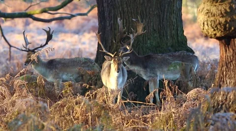 Fallow deer Stock Footage 45426291