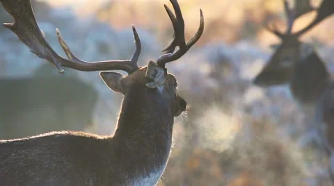 Fallow deer Stock Footage 45426594