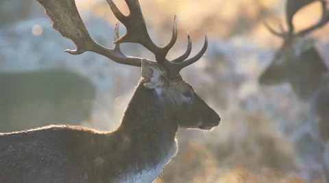 Fallow deer Stock Footage 45426791