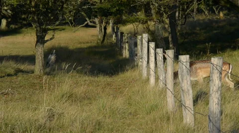 Fallow deer Video stock 68813157
