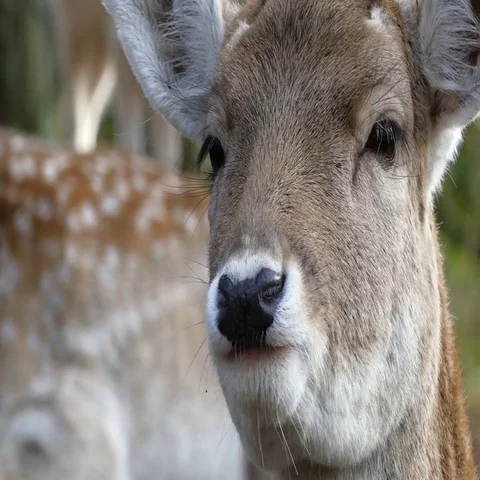 Fallow deer Stock Footage 69425621