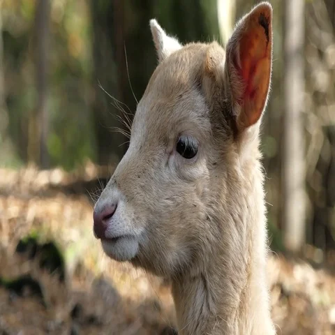 Fallow deer Video stock 69425637