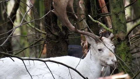 Fallow deer Stock Footage 74123353