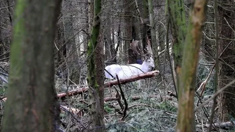 Fallow deer Stock Footage 74123566