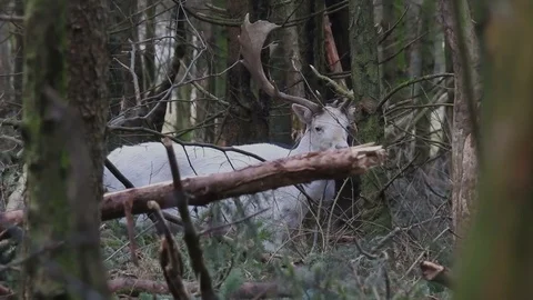 Fallow deer Stock Footage 74123657