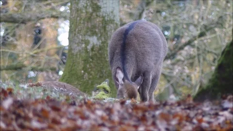 Fallow deer Stock Footage 74126808