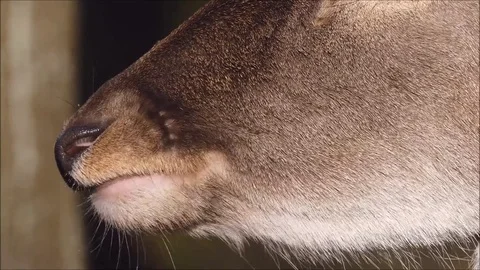 Fallow deer Stock Footage 74126888