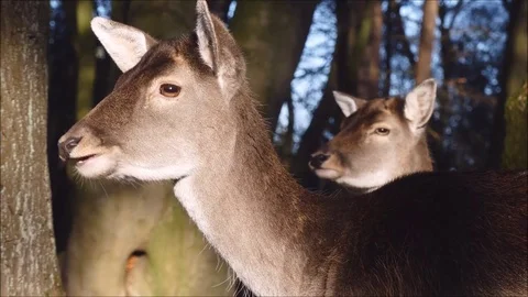 Fallow deer Stock Footage 74127005