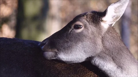 Fallow deer Stock Footage 74127033