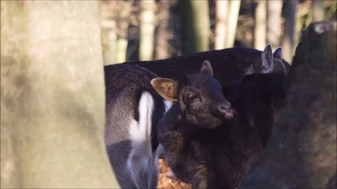 Fallow deer Stock Footage 74127186