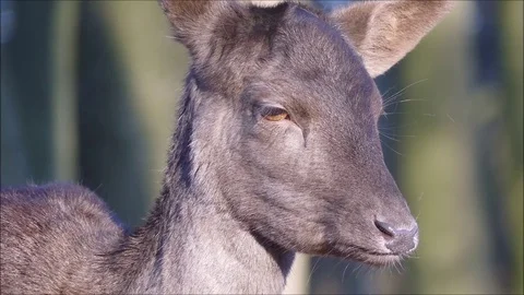 Fallow deer Stock Footage 74127190