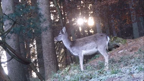 Fallow deer Stock Footage 74127361