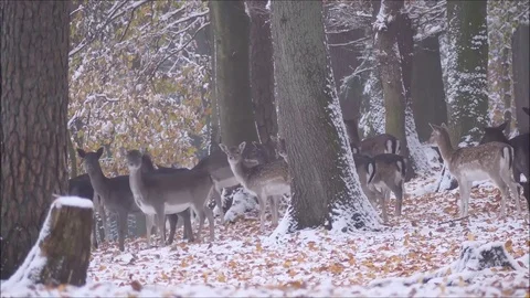 Fallow deer Stock Footage 74127407