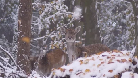 Fallow deer Stock Footage 74127511