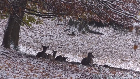 Fallow deer Stock Footage 74127616