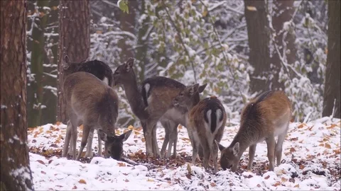 Fallow deer Stock Footage 74127751