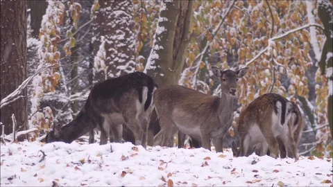 Fallow deer Stock Footage 74127755