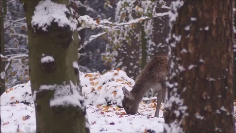 Fallow deer Video stock 74127835