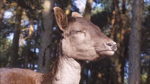 Fallow deer Stock Footage 74127840