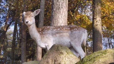 Fallow deer Stock Footage 74127926