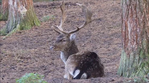 Fallow deer Stock Footage 74127927