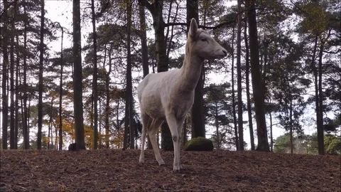 Fallow deer Stock Footage 74127998