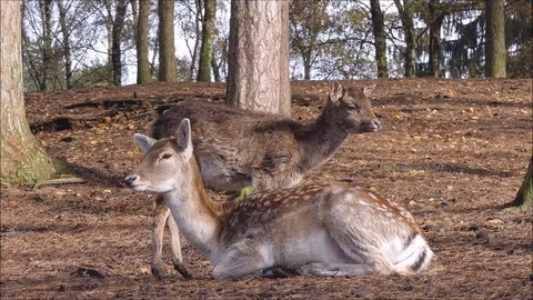 Fallow deer Stock Footage 74128109