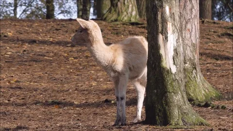 Fallow deer Stock Footage 74128111