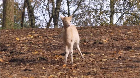 Fallow deer Stock Footage 74128187