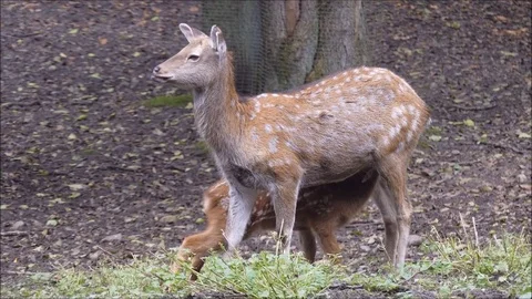 Fallow deer Stock Footage 74128208