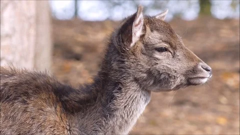 Fallow deer Stock Footage 74129017