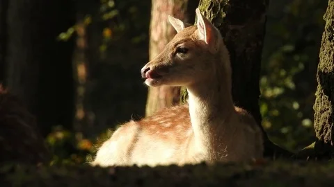 Fallow deer Stock Footage 74416778