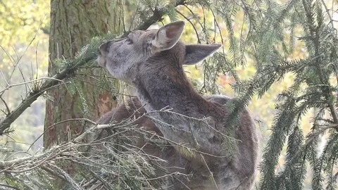 Fallow deer Stock Footage 74416826