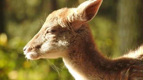 Fallow deer Stock Footage 74416942