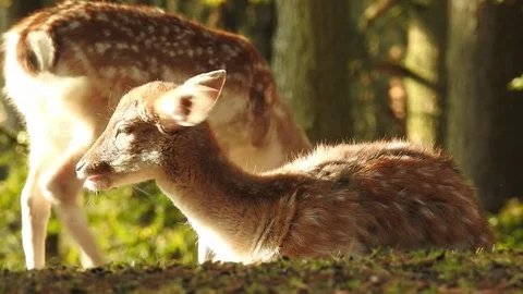 Fallow deer Stock Footage 74416989