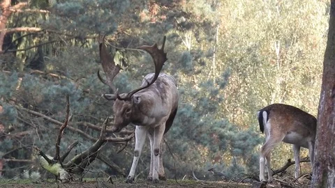 Fallow deer Stock Footage 74417081