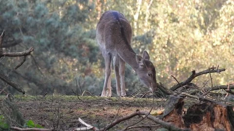 Fallow deer Stock Footage 74417191