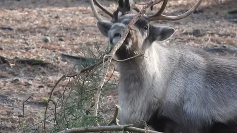 Fallow deer Stock Footage 74417317
