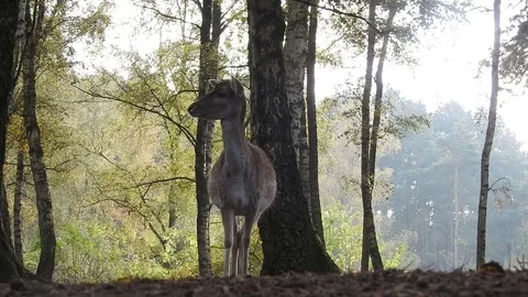 Fallow deer Stock Footage 74417365
