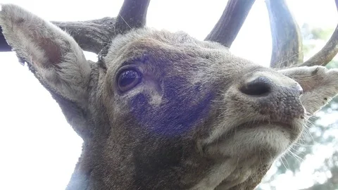 Fallow deer Stock Footage 74417480