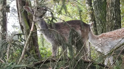 Fallow deer Stock Footage 74417631