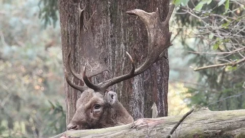 Fallow deer Stock Footage 74417746