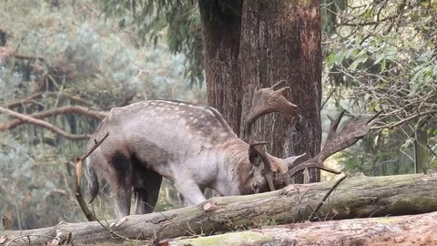 Fallow deer Stock Footage 74417834