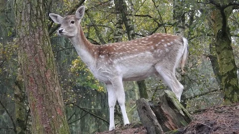 Fallow deer Stock Footage 74417925